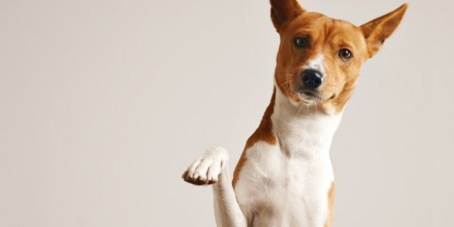 A Importância da Identificação dos Pets: Garantindo a Segurança e Proteção do seu Amigo Peludo