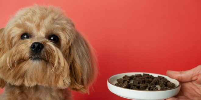 Importância de uma dieta equilibrada para cães