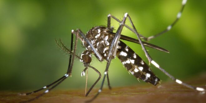 Dedetização de Mosquitos: Estratégias para Combater Doenças Transmitidas por Esses Insetos