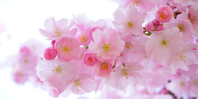 Holambra: cidade das flores