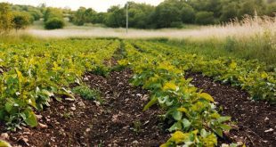Otimizando custos na nutrição foliar: Como escolher os adjuvantes certos?