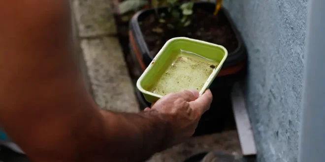 Dengue: 80 municípios prioritários terão ações de enfrentamento intensificadas; veja lista