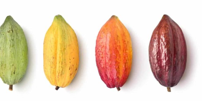 TÍTULO: HISTÓRIAS EXPORTADORAS: Cooperativa baiana exporta cacau para produção de chocolate suíço após apoio da ApexBrasil