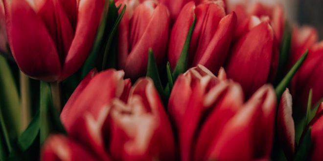 Como as Flores Voltaram a Ser um Presente de Valor no Brasil