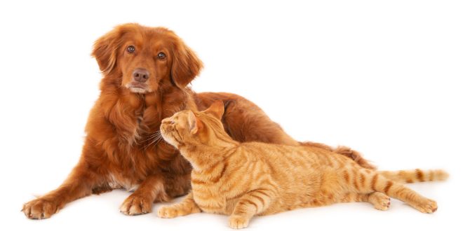 Prefeitura de Montes Claros oferece castração gratuita para cães e gatos