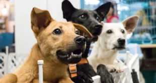 Montes Claros terá evento de adoção de pets com chamada pública para ONGs da causa animal