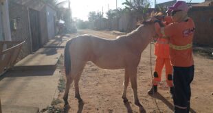 Cavalo é resgatado de fossa por bombeiros em Jaíba, no Norte de Minas