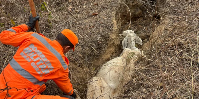 Animal de grande porte é resgatado após cair em vala na zona rural de Rubelita