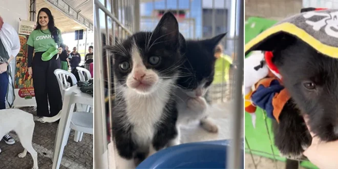 Mais de 90 animais são adotados em campanha da Cemig em Minas Gerais