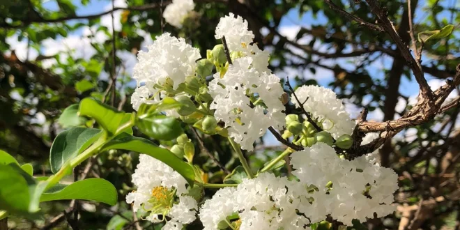 Primavera transforma Montes Claros em cenário de cores, vida e bem-estar