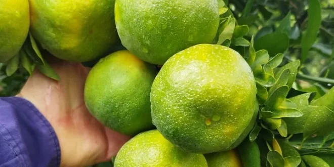 Produtores de tangerina do Norte de Minas apostam na entressafra para conquistar mercado nacional
