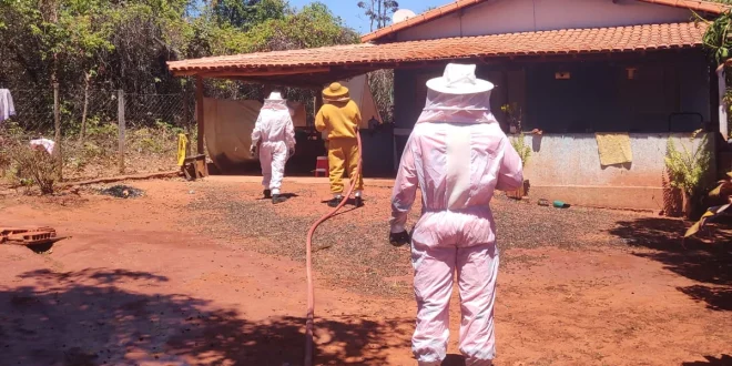Enxame de abelhas ataca moradores e animais na zona rural de Montes Claros
