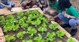 Montes Claros - Escola Municipal Dominguinhos Pereira é premiada nacionalmente por promover alimentação saudável e cultura local