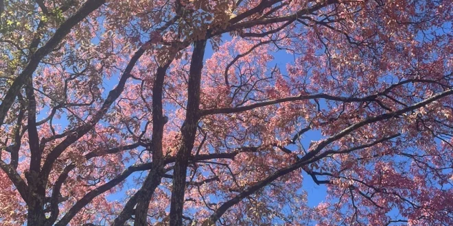 Montes Claros — Parque da Sapucaia encanta com tons rosados e celebra a beleza da estação