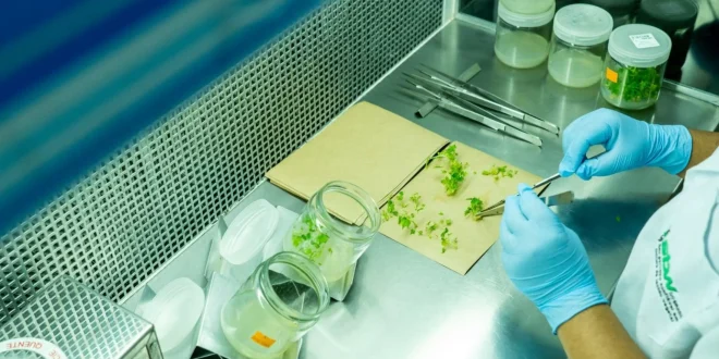 Montes Claros — Novo protocolo revoluciona cultivo da macaúba e fortalece produção de biocombustíveis
