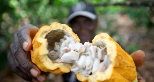 Norte de Minas se destaca como novo polo de produção de cacau com apoio da Unimontes e FAPEMIG