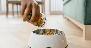 Como prevenir alergias alimentares em cães e gatos através da dieta