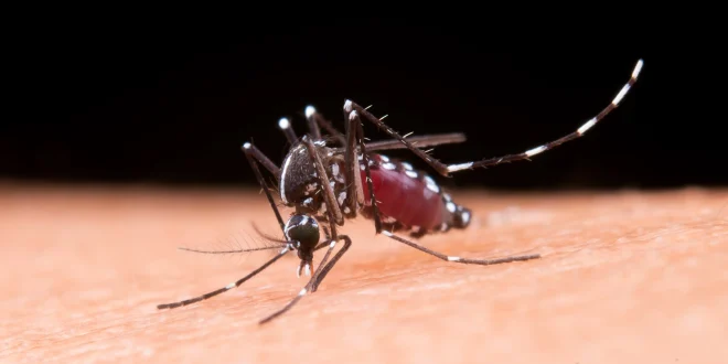 Montes Claros realiza Operação Pente Fino contra o Aedes aegypti em diversos bairros