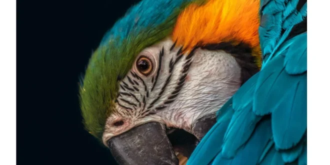 Prefeitura vai doar terreno para criação de centro de triagem de animais silvestres em Montes Claros