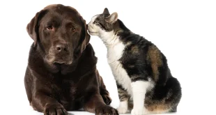 Prefeitura adquire ração para programa municipal de proteção a cães e gatos em Montes Claros