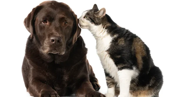 Prefeitura adquire ração para programa municipal de proteção a cães e gatos em Montes Claros