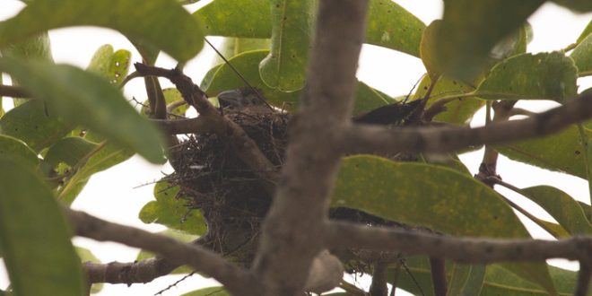 Norte de Minas registra reprodução de bicudo em ambiente natural e avança na conservação da espécie