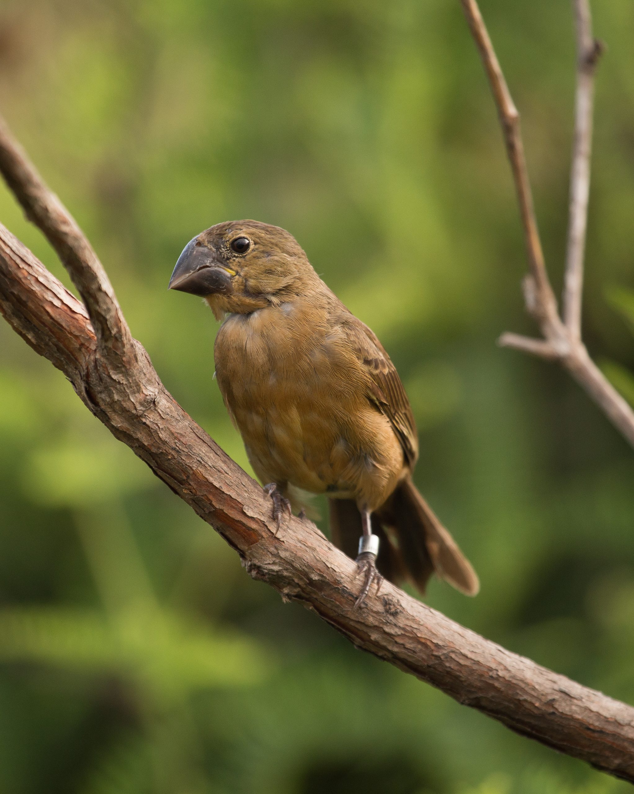 Norte de Minas registra reprodução de bicudo em ambiente natural e avança na conservação da espécie