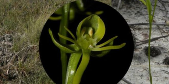 Norte de Minas: nova espécie de orquídea é descoberta no Parque Estadual de Grão Mogol