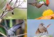 Museu Regional recebe exposição fotográfica “Beleza Alada” em Montes Claros