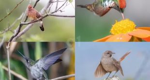 Museu Regional recebe exposição fotográfica “Beleza Alada” em Montes Claros