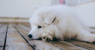 Por que meu cachorro não usa a cama 6 motivos e como resolver