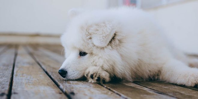 Por que meu cachorro não usa a cama 6 motivos e como resolver