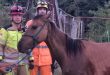 Bombeiros resgatam égua que caiu em cisterna em Bocaiuva