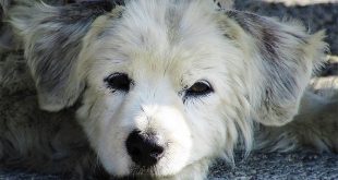 Prefeitura inicia campanha para vacinar cães contra 8 doenças em Montes Claros