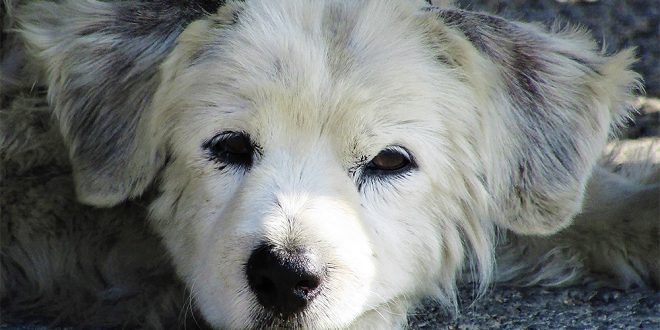 Prefeitura inicia campanha para vacinar cães contra 8 doenças em Montes Claros