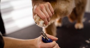 Higiene canina